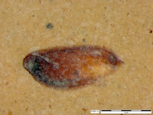 Tracheophyta