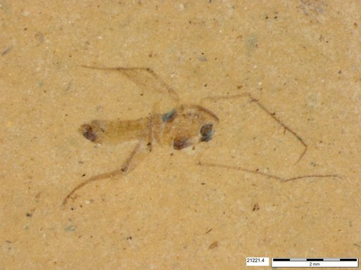 Diptera