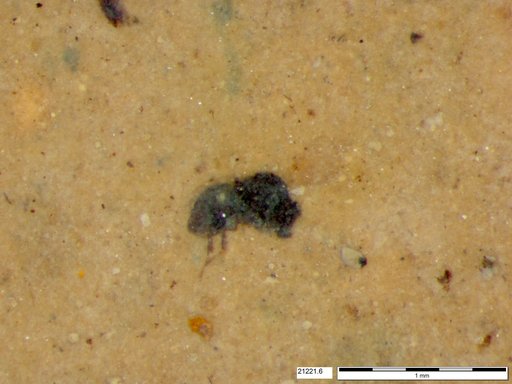 Genus sp