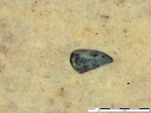 Tracheophyta