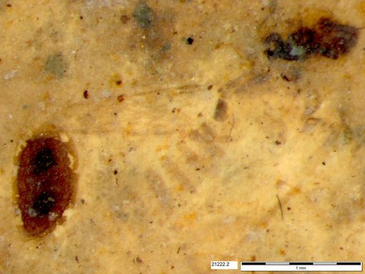 Chaoboridae