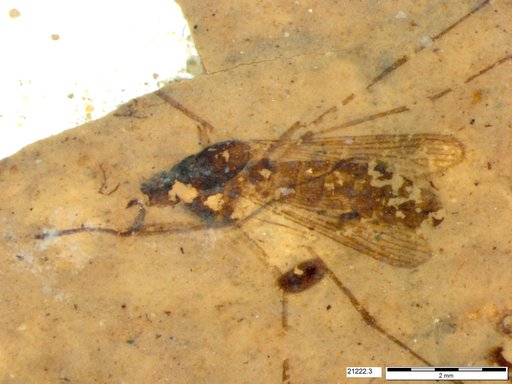 Genus sp