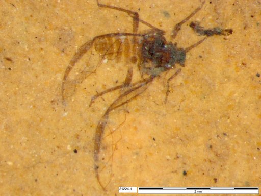 Aphididae