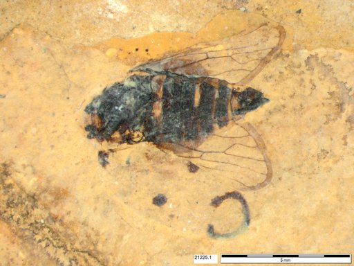 Genus sp