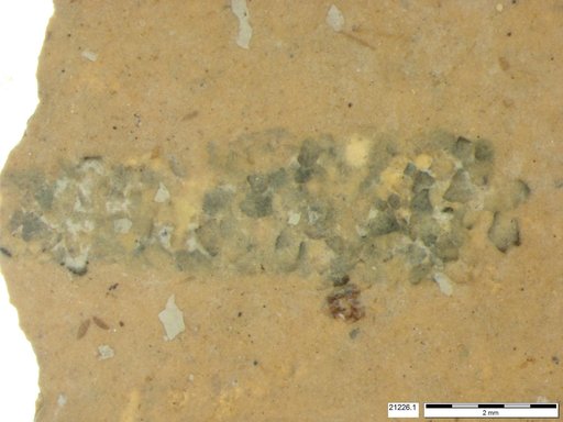 Genus sp