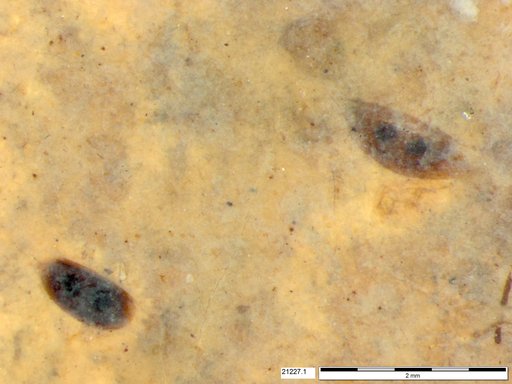 Daphniidae