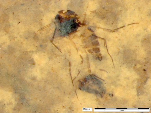 Diptera