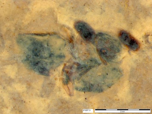 Formicidae
