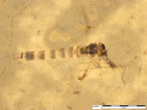Chaoboridae