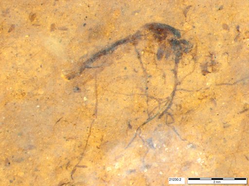 Genus sp
