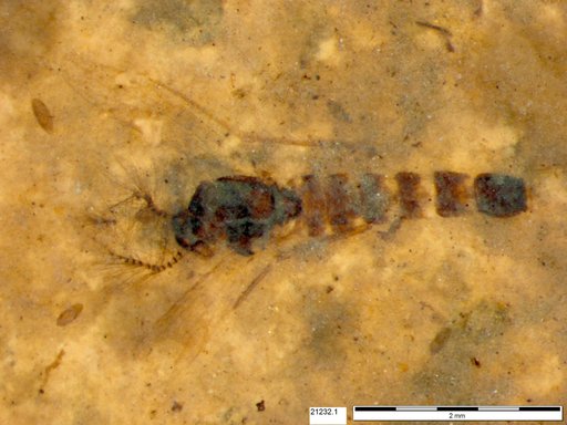 Chaoboridae