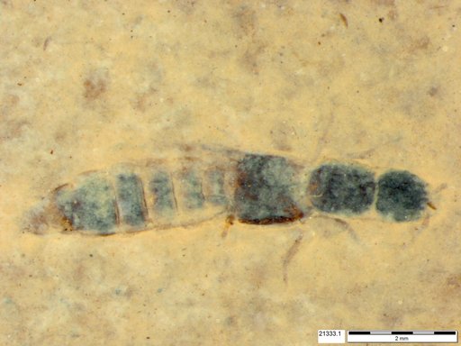 Genus sp