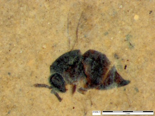 Genus sp
