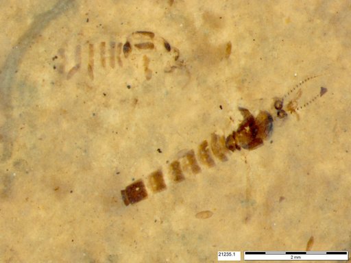 Chaoboridae