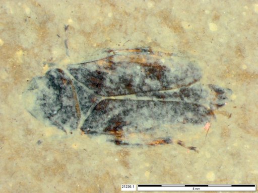 Genus sp