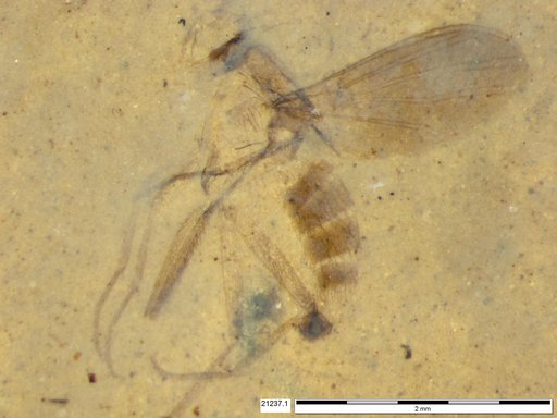 Diptera