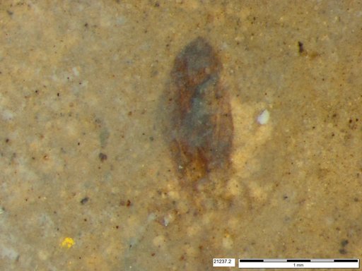 Tracheophyta