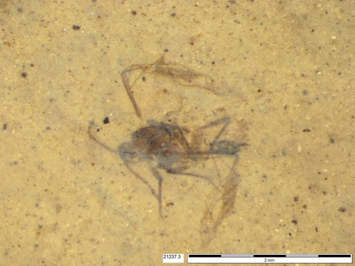 Aphididae