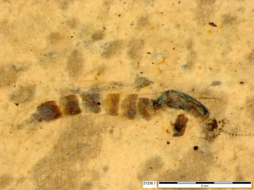 Chaoboridae