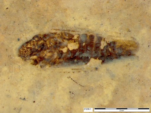 Genus sp