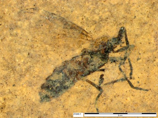 Genus sp