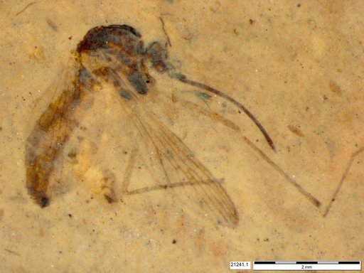 Genus sp