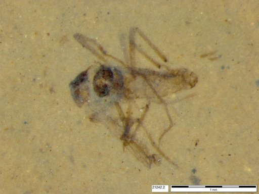 Diptera