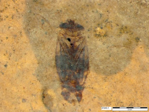 Corixidae