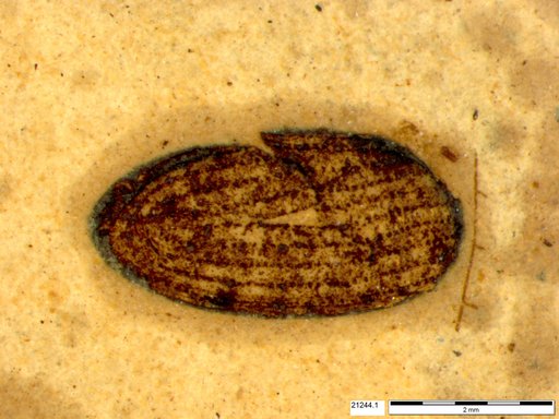 Tracheophyta