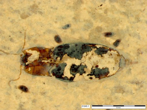 Elateridae