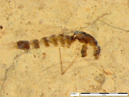 Chaoboridae