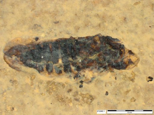 Genus sp