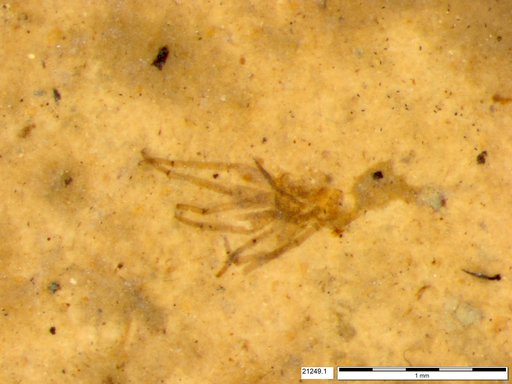 Genus sp