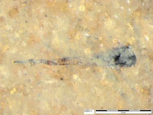Tracheophyta