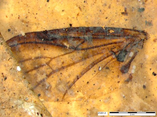 Genus sp