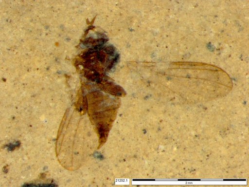 Diptera