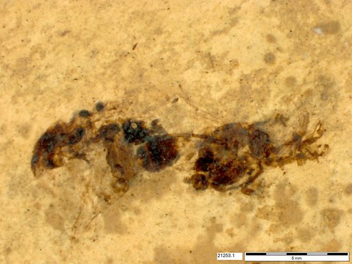 Genus sp