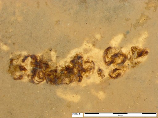 Genus sp
