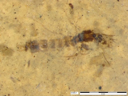 Chaoboridae