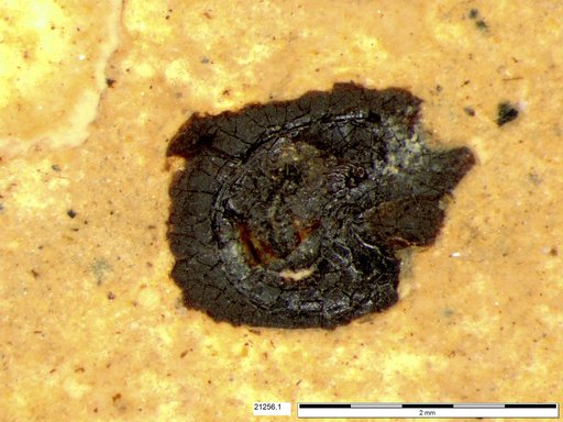 Tracheophyta