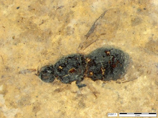 Diptera