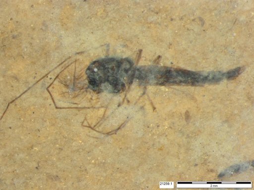 Genus sp