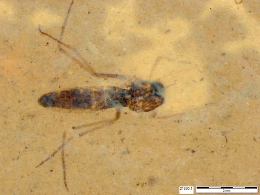 Diptera