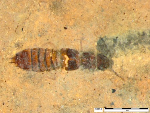 Genus sp