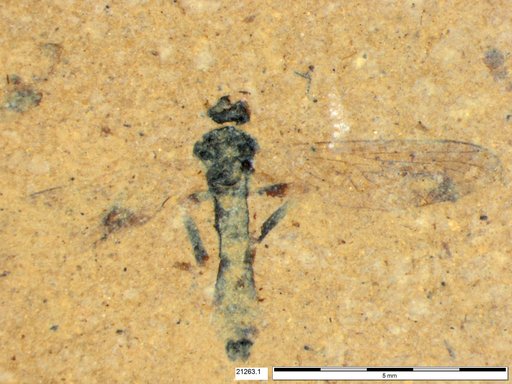 Diptera