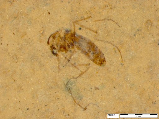 Diptera