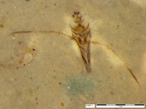 Notonectidae