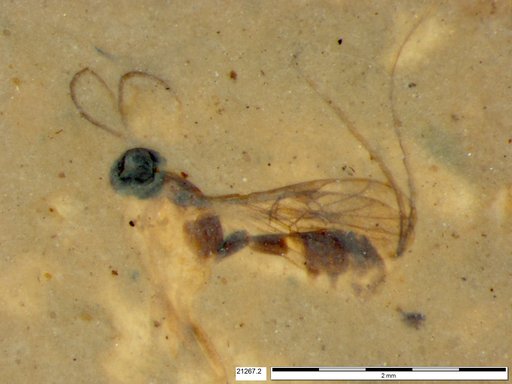 Braconidae