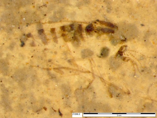 Chaoboridae