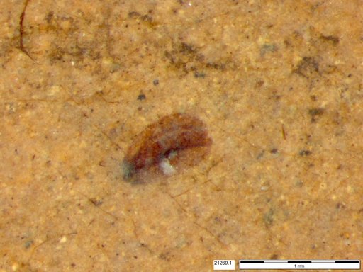 Tracheophyta